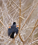 Red winged Blackbird 1490